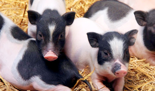 猪粪有机肥生产线