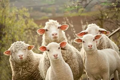 羊粪有机肥生产线特点及工艺流程