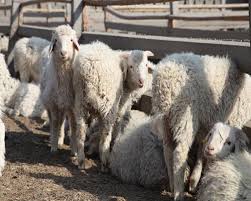 羊粪有机肥生产线