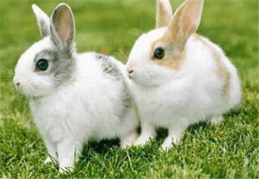 兔粪有机肥生产设备有哪些?