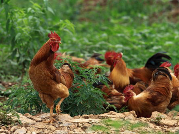 鸡粪有机肥的堆肥发酵及作用